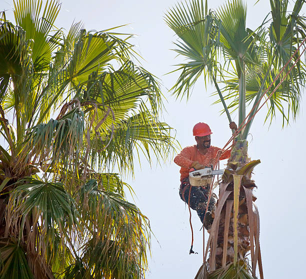 Best Arborist Services Near Me  in Vado, NM